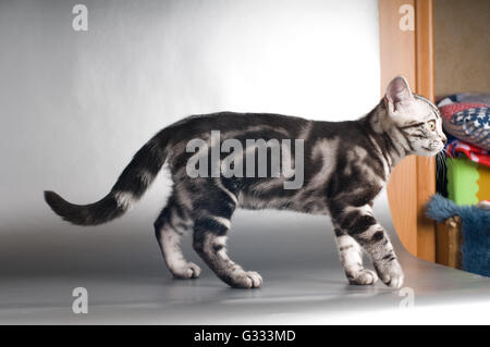 American shorthaired gattini su sfondo argento Foto Stock