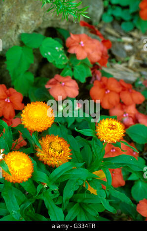 Fiore di paglia , Xerochrysum bracteatum, Asteraceae, precedentemente elicriso, Bracteantha, Foto Stock