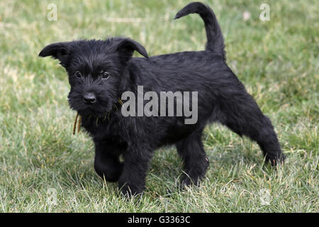 Berlino, Germania, gigante (cucciolo) Foto Stock