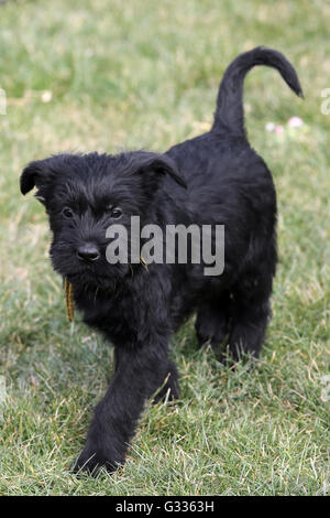 Berlino, Germania, gigante (cucciolo) Foto Stock