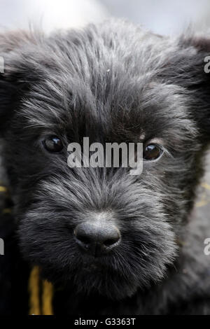 Berlino, Germania, gigante (cucciolo) Foto Stock