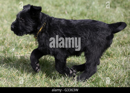 Berlino, Germania, gigante (cucciolo) Foto Stock