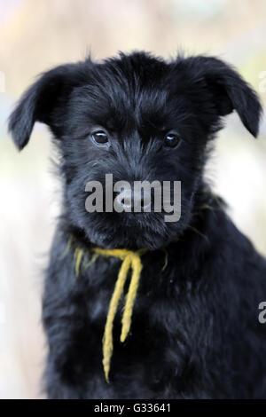 Berlino, Germania, gigante (cucciolo) Foto Stock