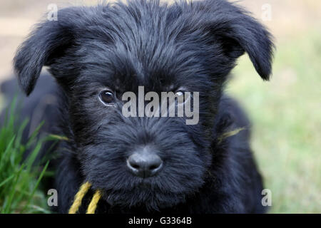 Berlino, Germania, gigante (cucciolo) Foto Stock