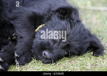 Berlino, Germania, gigante (cucciolo) Foto Stock