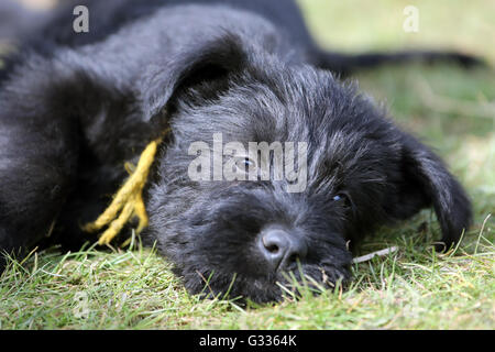 Berlino, Germania, gigante (cucciolo) Foto Stock