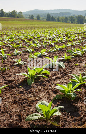 Campo di tabacco in primavera, Lancaster County, Pennsylvania, STATI UNITI D'AMERICA Foto Stock