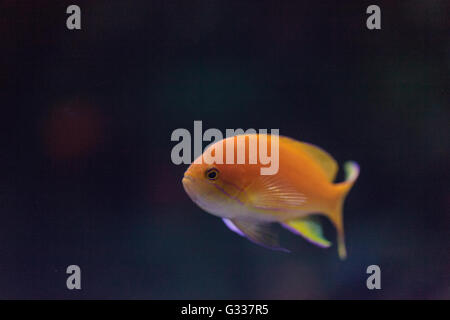 Lyretail fairy basslet pesce Pseudanthias squamipinnis nuota su una scogliera di corallo nell'oceano. Foto Stock