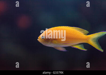 Lyretail fairy basslet pesce Pseudanthias squamipinnis nuota su una scogliera di corallo nell'oceano. Foto Stock