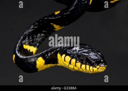 Breve nastrare mangrove snake (Boiga dendrophila melanota) Foto Stock