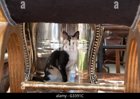 Il gatto selvatico in un bazar delle pulci Mercato di antiquariato in Atene, Grecia Foto Stock