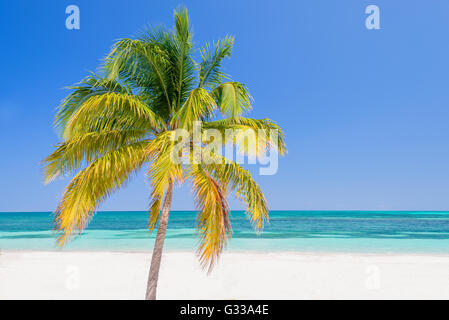 Palm tree su una spiaggia, Cayo Levisa; Cuba Foto Stock