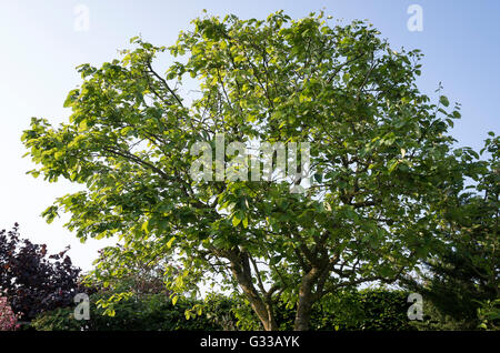 Un albero di mele cotogne in primavera mostra un iniziale recupero da una grave perdita di foglie infette le due precedenti stagioni Foto Stock