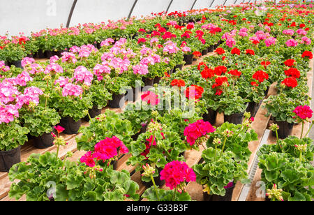 Biancheria da letto piante di geranio esposti per la vendita in un commerciale vivaio NEL REGNO UNITO Foto Stock