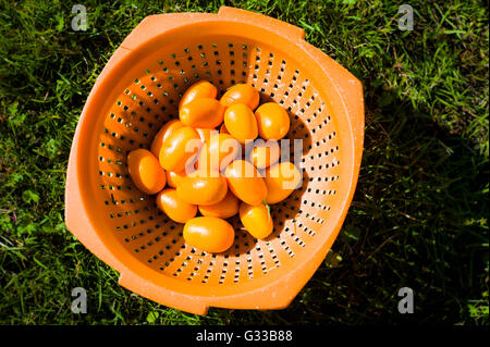 Casa coltivati kumquat frutto appena raccolto nel Regno Unito Foto Stock