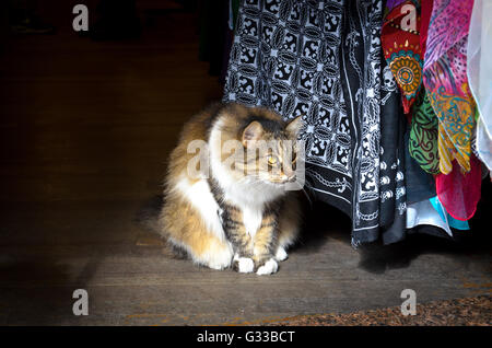 Bel gatto osserva la gente passare davanti a un ingresso di un negozio di Istanbul Foto Stock