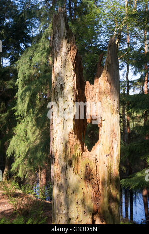 Un marciume tronco di albero Delamere Forest, Cheshire, Inghilterra, Regno Unito Foto Stock