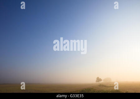 Misty dawn la mattina presto la natura prateria vista del paesaggio di campagna russa. Misterioso fiume Volga campo rurale nella nebbia con Foto Stock