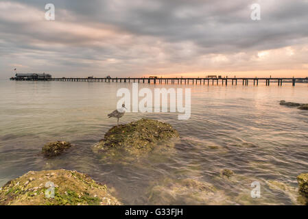 Sunrise a Anna Maria Città Pier, Anna Maria Island, Florida Foto Stock