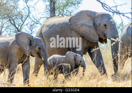 Giovani elefanti camminare in boccole con altri adulti, Sud Africa Foto Stock