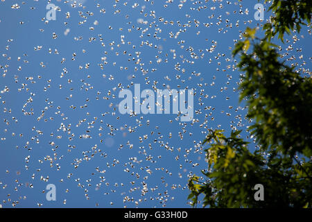 Colonia di api (Apis mellifera) sciamare sul cielo blu Foto Stock