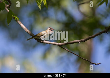 Cantando red-eyed (Vireo Vireo olivaceus) cantare in primavera Foto Stock