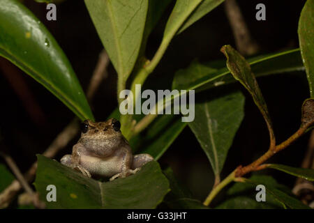 Gentile pinete treefrog - femoralis Hyla Foto Stock