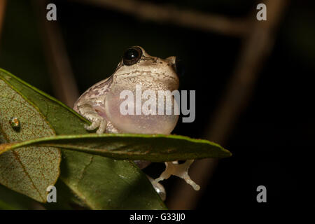 Boschi di pino raganella - femoralis Hyla Foto Stock