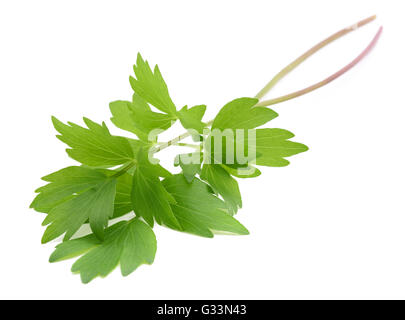 Fresh levistico ramoscello (Levisticum officinale) isolato su sfondo bianco Foto Stock
