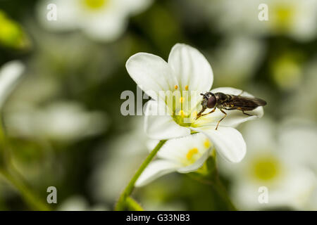 Close up di ape insetto Syrphe raccogliere polline di api da bianco Saxifraga fiore Foto Stock
