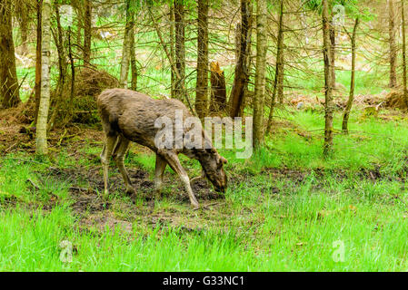 Alci (Alces alces), qui un toro con breve ricoperto di velluto palchi pascolare in un bagnato e fangoso area della foresta. Foto Stock