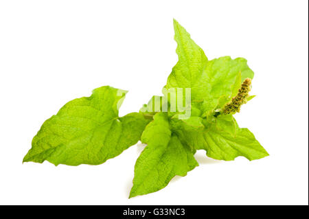 Gli spinaci selvatici isolato su bianco Foto Stock