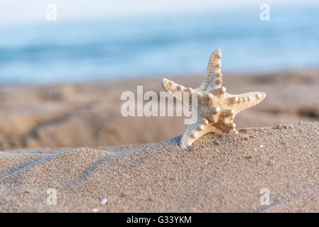 Stella di mare nella spiaggia di sabbia sul tramonto. Sullo sfondo del mare. Foto Stock