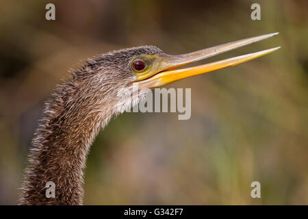 Un ritratto di un anhinga chiamando. Foto Stock