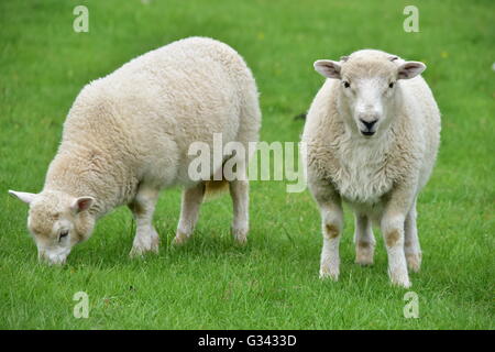 Due Welsh agnelli pascolano sui lussureggianti di erba fresca in un campo. Foto Stock