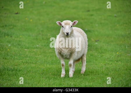 Due Welsh agnelli pascolano sui lussureggianti di erba fresca in un campo. Foto Stock