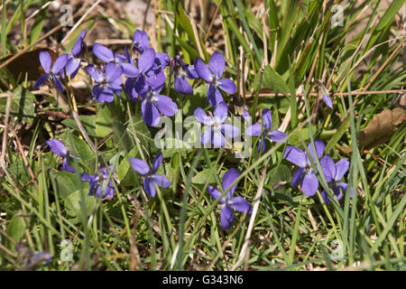 Fiori blu di un comune cane-viola, viola riviniana, in primavera, Berkshire, Marzo Foto Stock