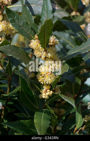 Fiore su un bay tree, Laurus nobilis, erbe o spezie impianto usato in cucina, Aprile Foto Stock