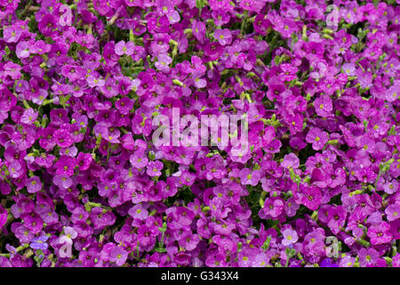 Aubretia, Aubrieta sp., rosa o fiori di magenta con goccioline di acqua in caso di pioggia, Berkshire, può Foto Stock