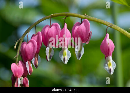 Cuore di sanguinamento o Dutchman's calzoncini, Lamprocapnos spectabilis, fiori rosa e bianchi, Berkshire, può Foto Stock