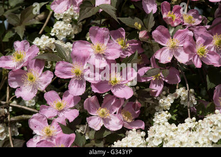 La clematide montana var rubens 'Terarose' fiori intrecciate con fiore di maggio su un albero di biancospino, può Foto Stock