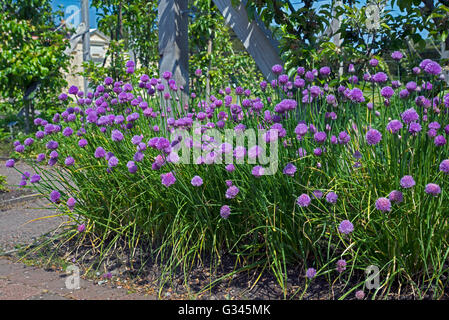 Erba cipollina, Allium schoenoprasum, in fiore. Foto Stock