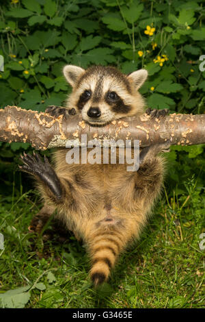 Un bambino raccoon arrampicata in giardino Foto Stock