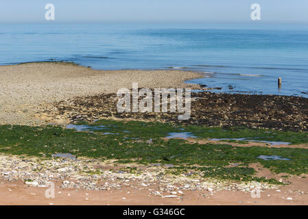 Spiaggia parzialmente coperta di alghe Foto Stock