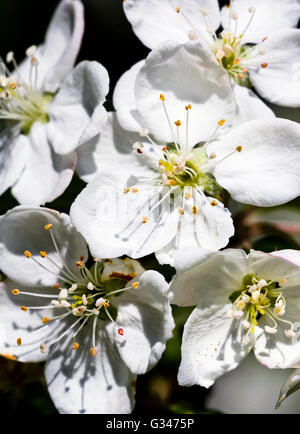 Close-up di fiori su una fioritura Crab Apple tree (Malus sikkimensis) Foto Stock