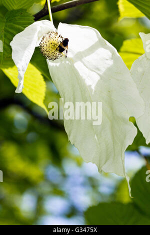 Bee in appoggio sulla testa di fiori di un fazzoletto tree (Davidia involucrata) Foto Stock