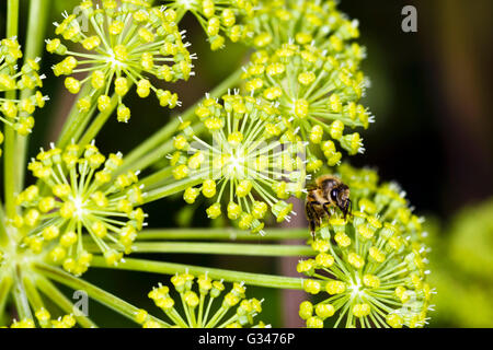 Close-up di Angelica archangelica fiore testa con bee Foto Stock