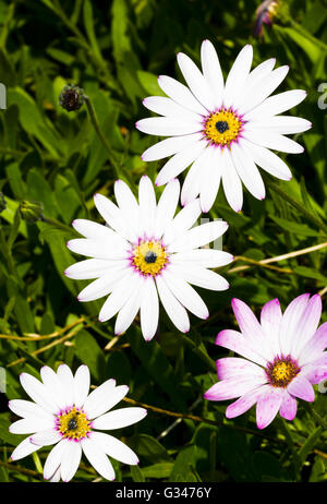 Osteospermum jucundum fiore Foto Stock