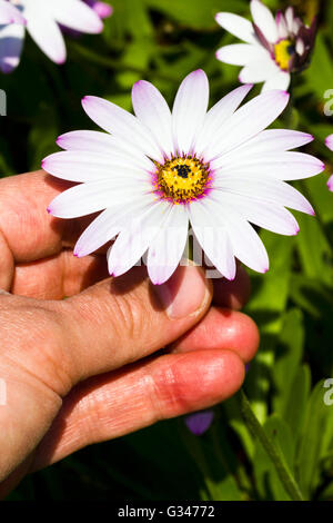 Osteospermum jucundum fiore Foto Stock