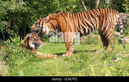 Maschio maturo tigre di Sumatra (Panthera tigris sumatrae) leccare il suo compagno in affetto Foto Stock